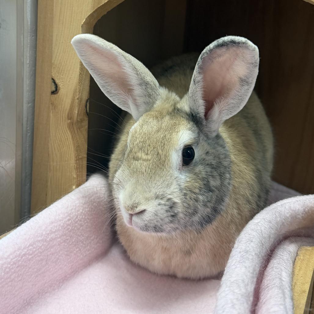 Enlarge Stark *Bonded w/ Mushroom*, a Adoptable mixed breed in Kennebunk, ME image 2/2