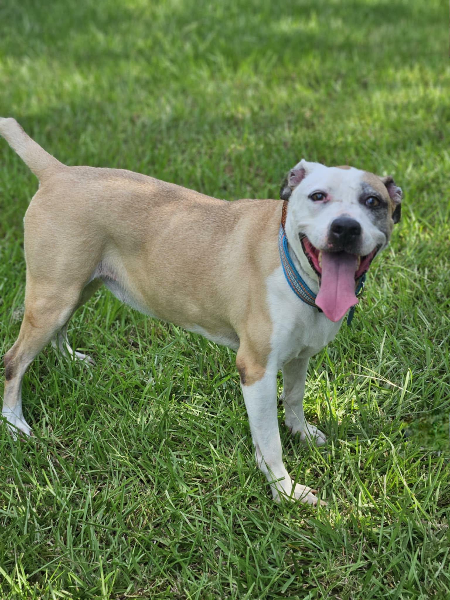 Lexie, Adopted, Senior Female Pit Bull Terrier.