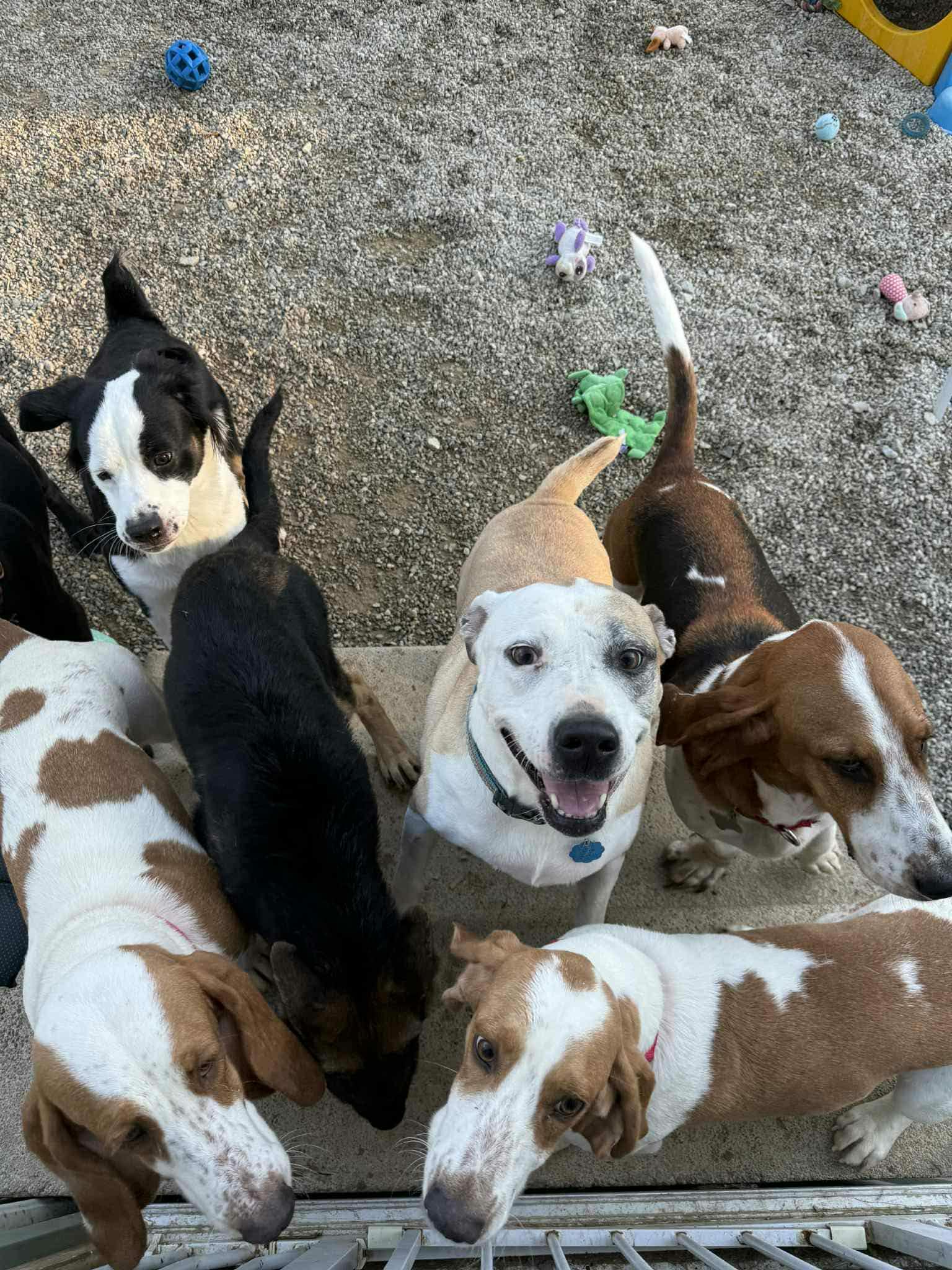 Enlarge Lexie, a Adopted Pit Bull Terrier in Wakefield, RI image 2/3