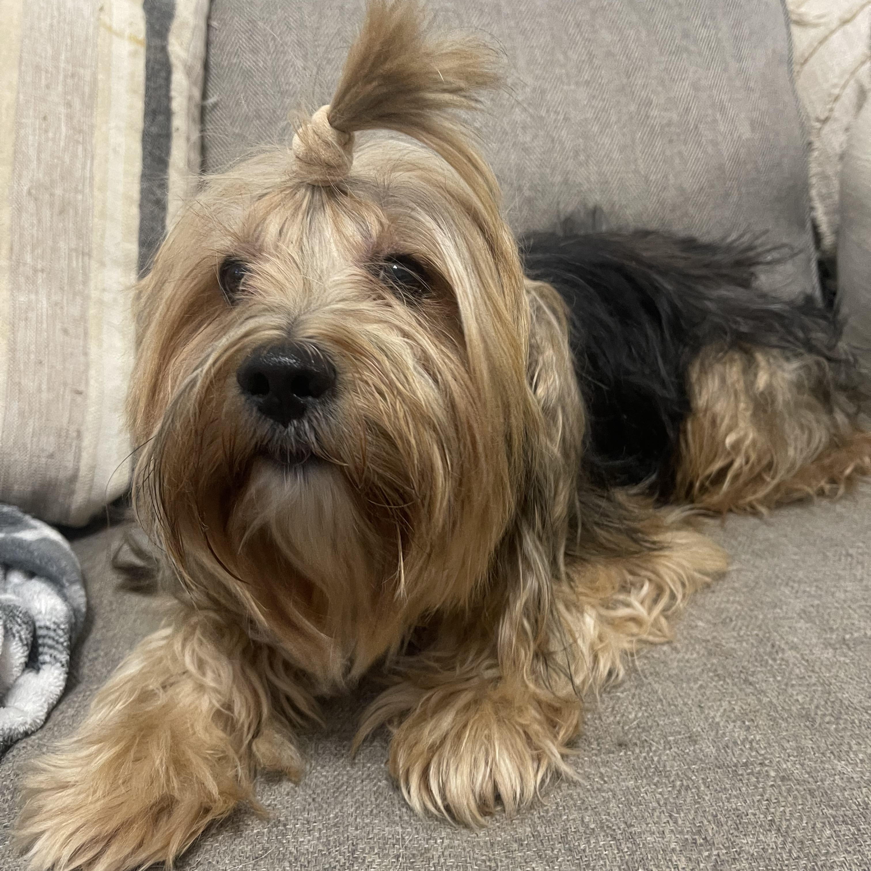 Enlarge Bamboo, a ADOPTABLE Shorkie in Kings Mountain, NC image 2/6