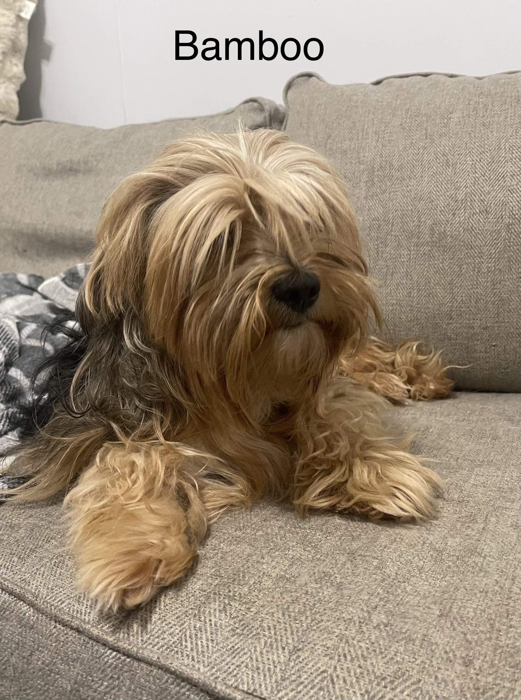 Enlarge Bamboo, a ADOPTABLE Shorkie in Kings Mountain, NC image 1/6