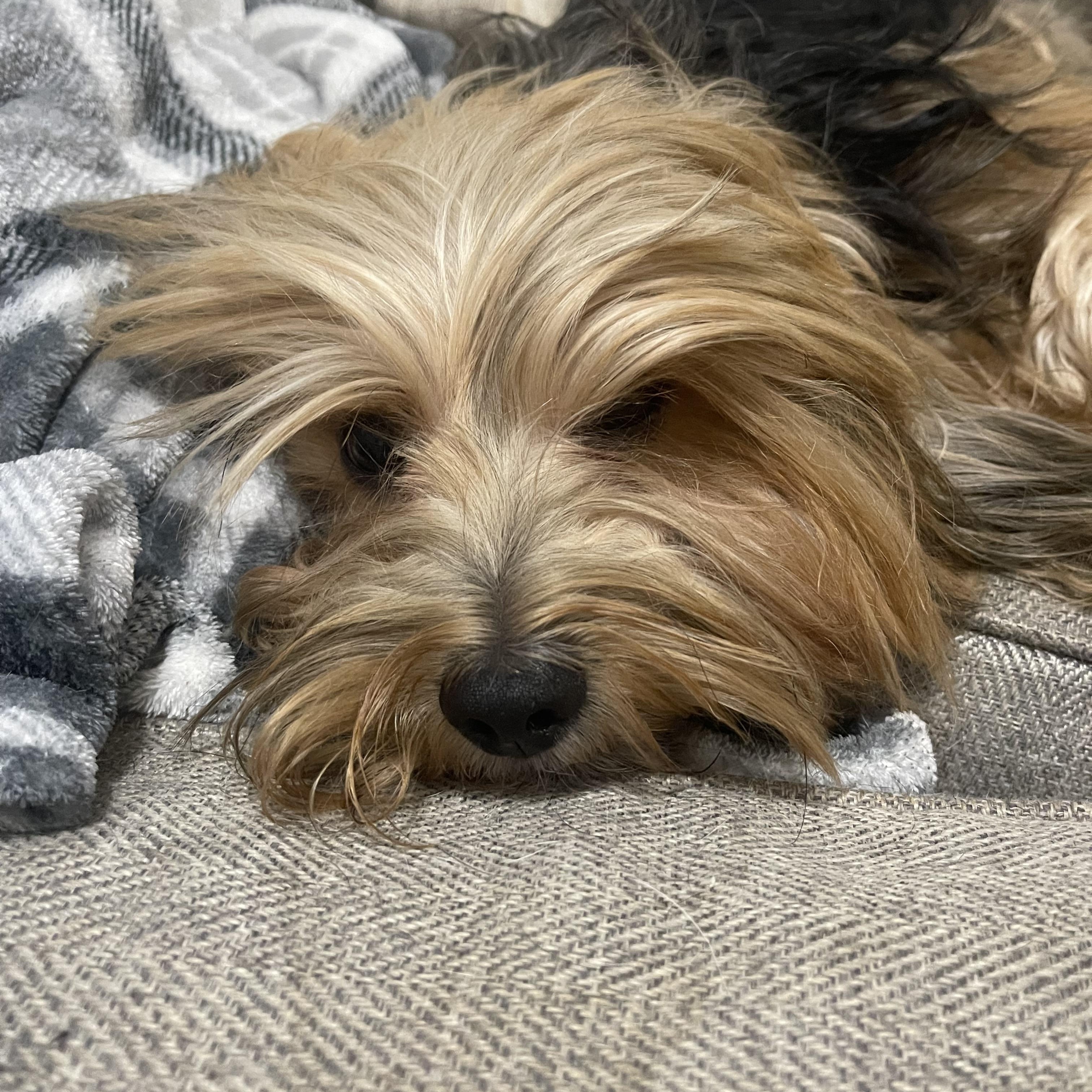 Enlarge Bamboo, a ADOPTABLE Shorkie in Kings Mountain, NC image 4/6