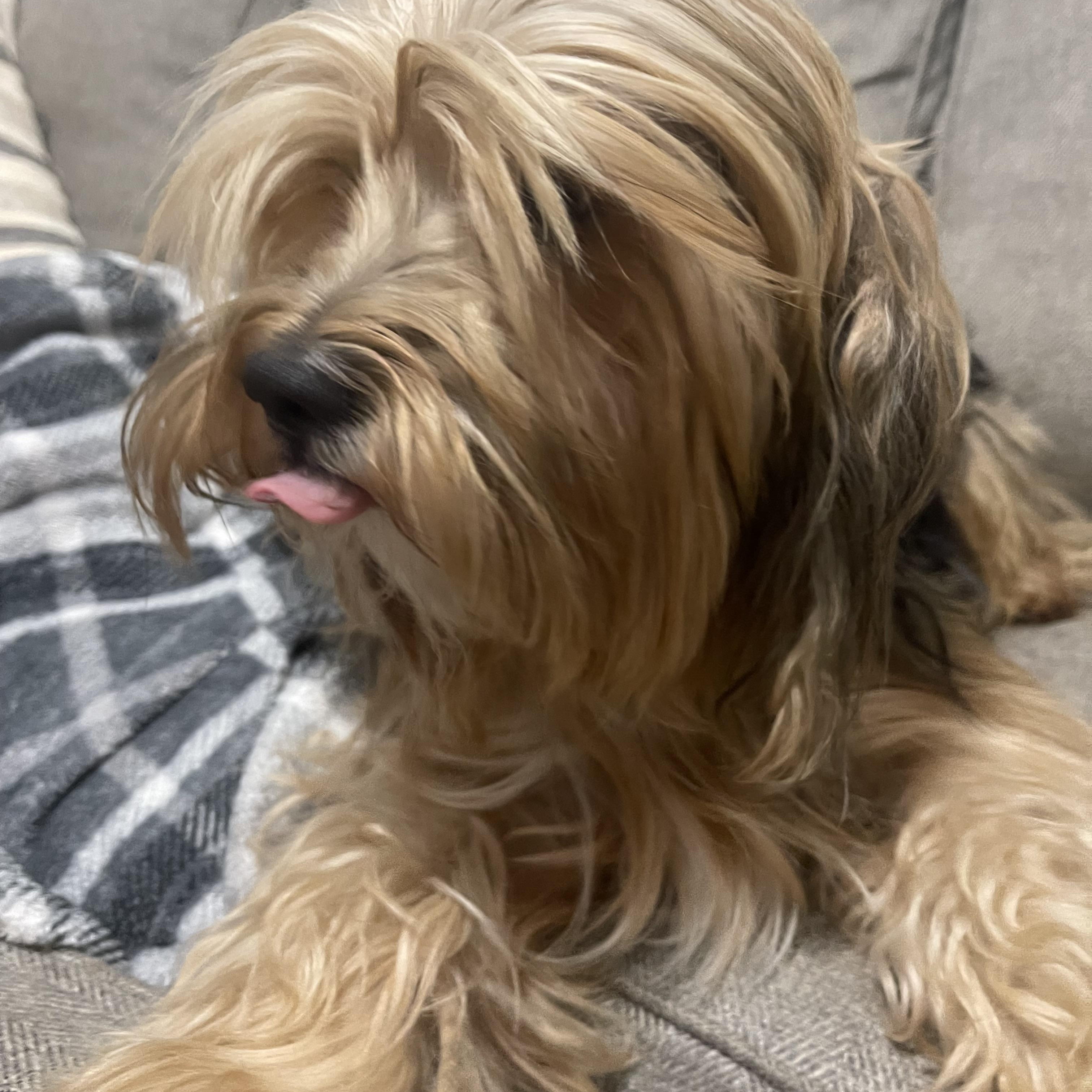 Enlarge Bamboo, a ADOPTABLE Shorkie in Kings Mountain, NC image 3/6