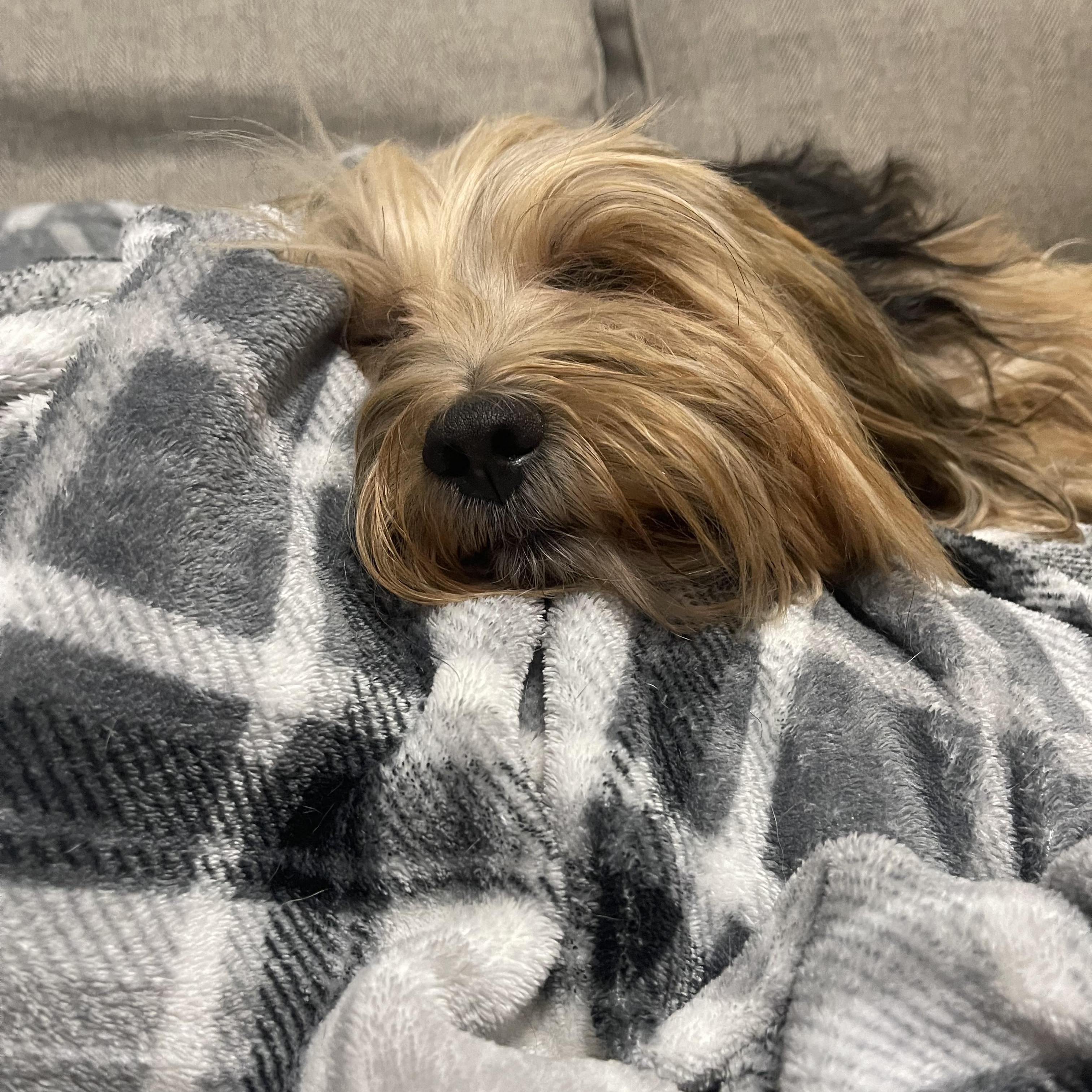 Enlarge Bamboo, a ADOPTABLE Shorkie in Kings Mountain, NC image 5/6