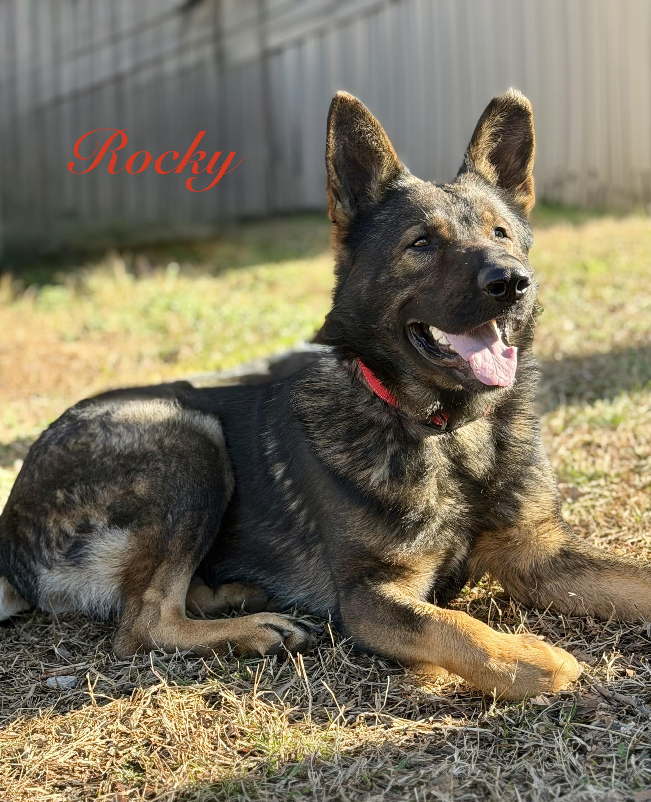 Rocky Balboa, adopted, Young Male German Shepherd Dog.