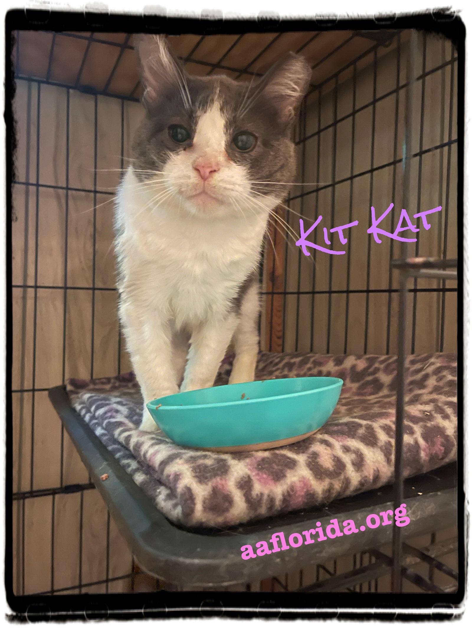 Enlarge Kit Kat, a Adoptable Domestic Short Hair in Pensacola, FL image 1/2