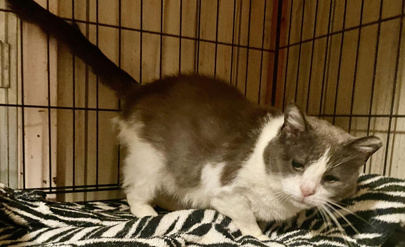 Enlarge Kit Kat, a Adoptable Domestic Short Hair in Pensacola, FL image 2/2