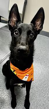 Enlarge Widow Willow Bean, a Adoptable mixed breed in Santa Ana, CA image 1/3