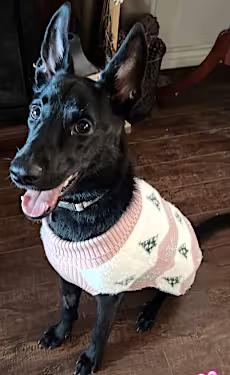 Enlarge Widow Willow Bean, a Adoptable mixed breed in Santa Ana, CA image 2/3