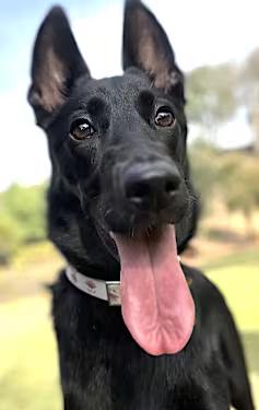 Enlarge Widow Willow Bean, a Adoptable mixed breed in Santa Ana, CA image 3/3