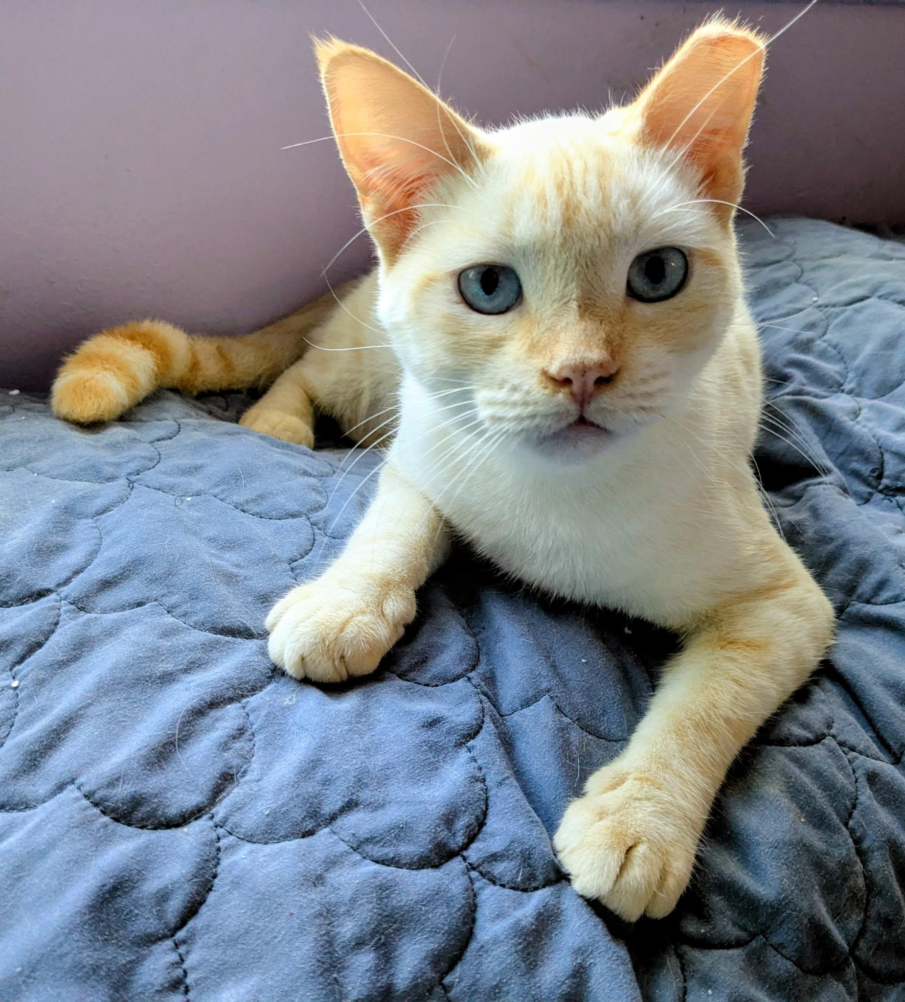 Phoenix, Adoptable, Adult Male Domestic Short Hair.