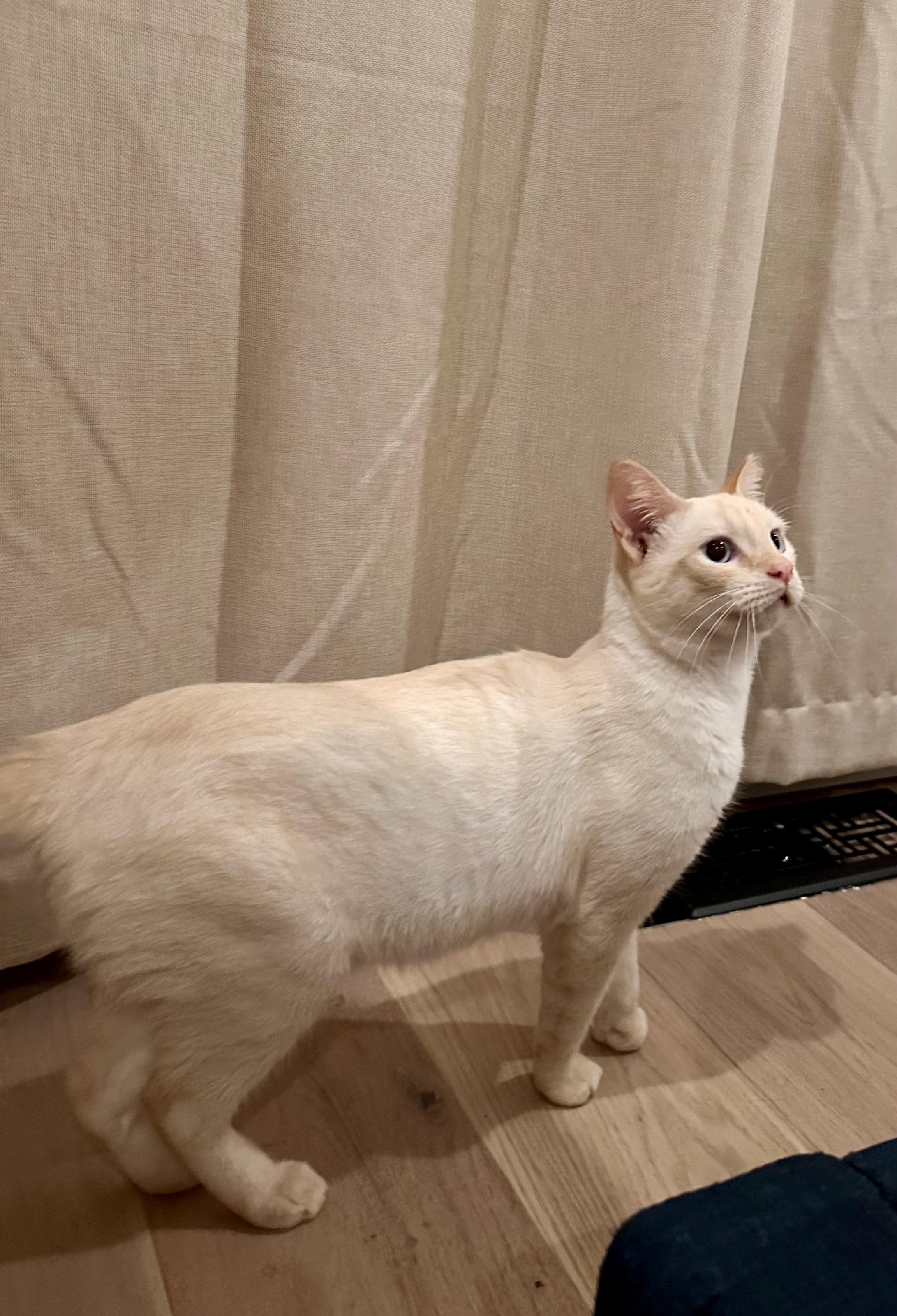 Enlarge Phoenix, a Adoptable Domestic Short Hair in San Jose, CA image 2/6