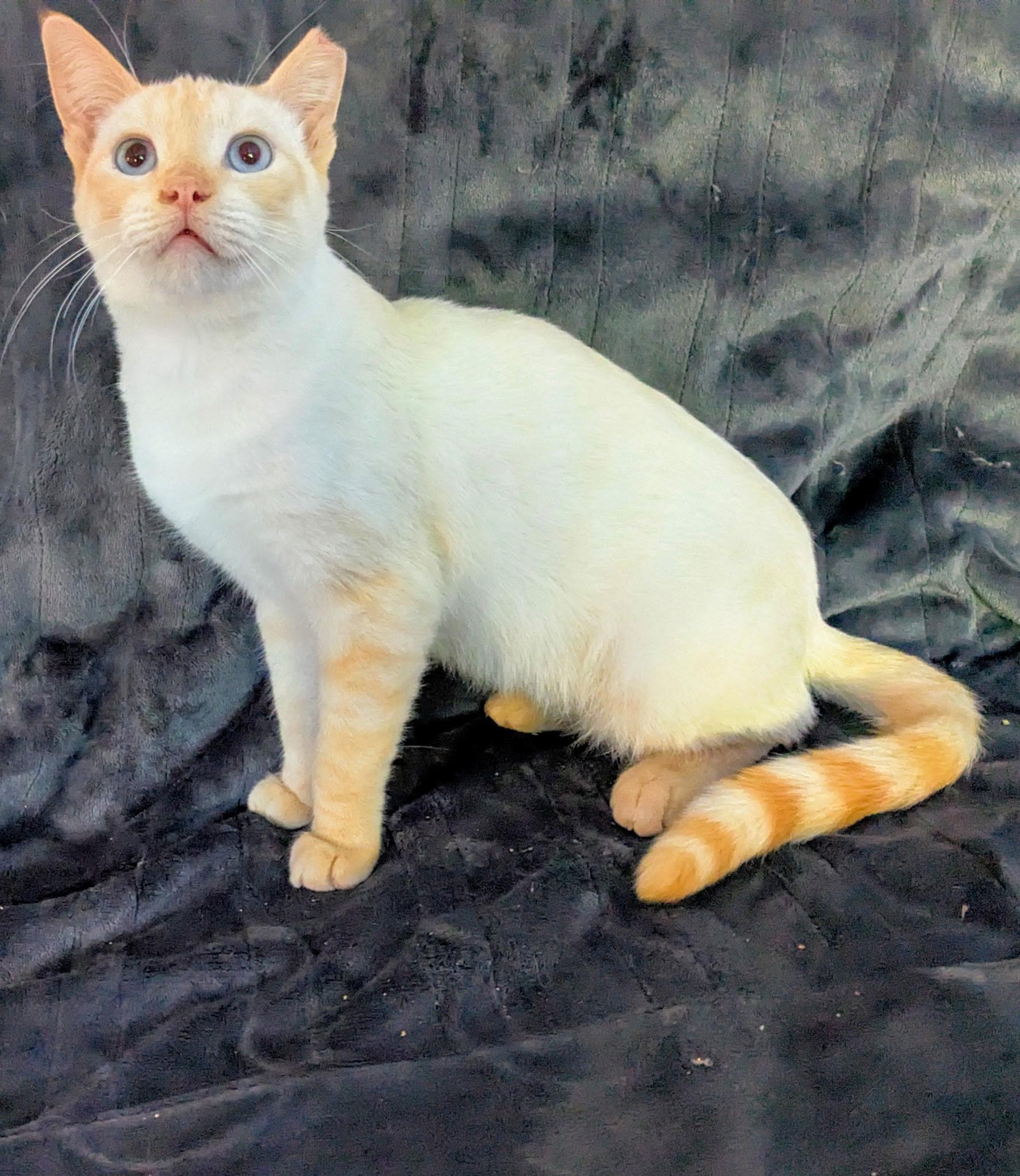 Enlarge Phoenix, a Adoptable Domestic Short Hair in San Jose, CA image 4/6