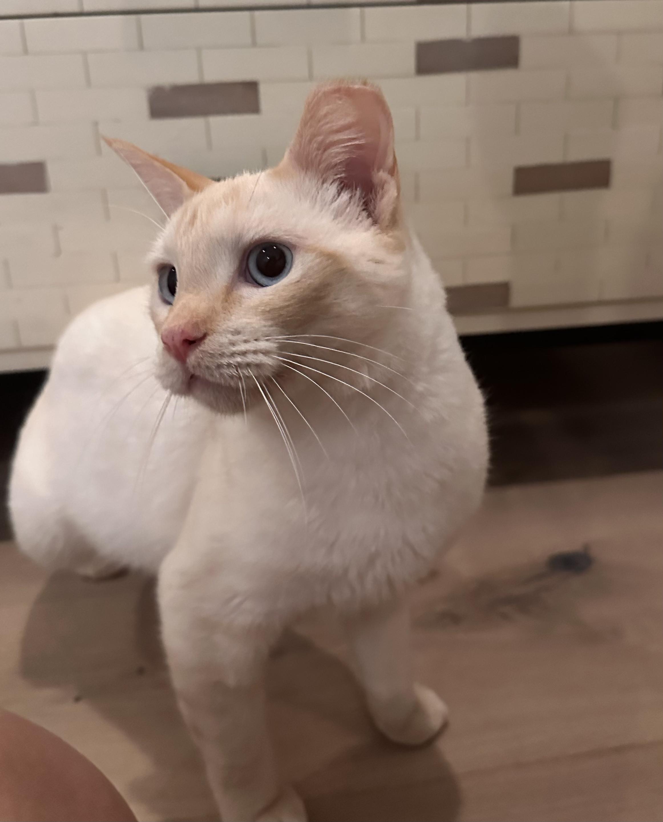 Enlarge Phoenix, a Adoptable Domestic Short Hair in San Jose, CA image 1/6