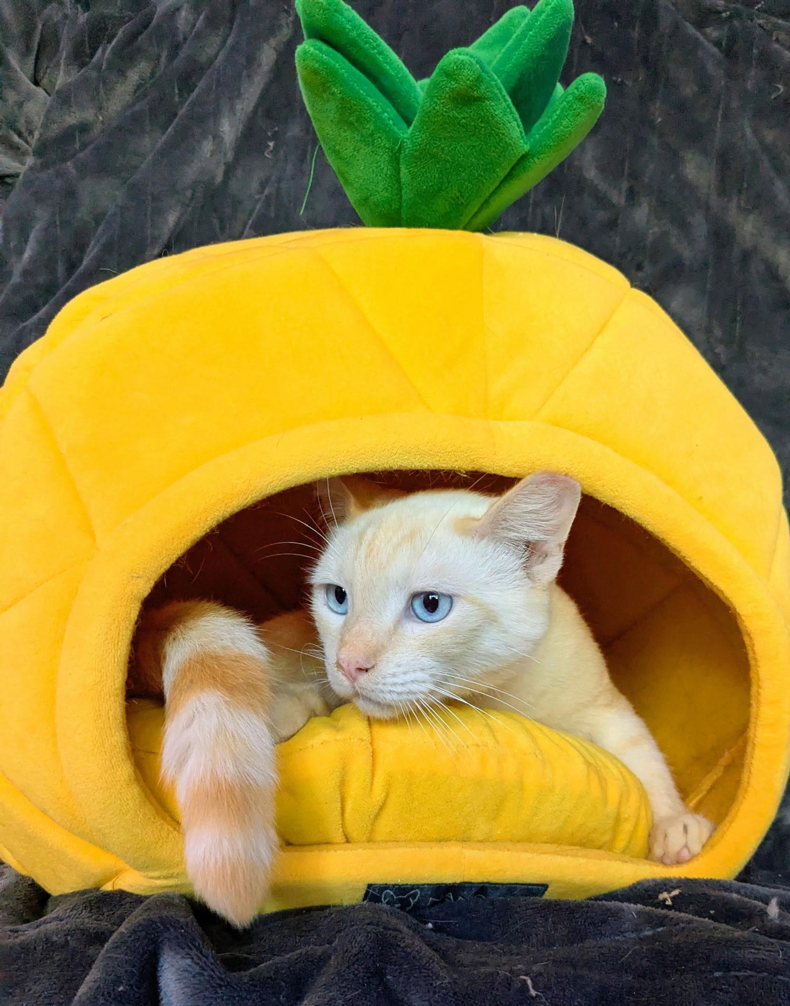 Enlarge Phoenix, a Adoptable Domestic Short Hair in San Jose, CA image 5/6