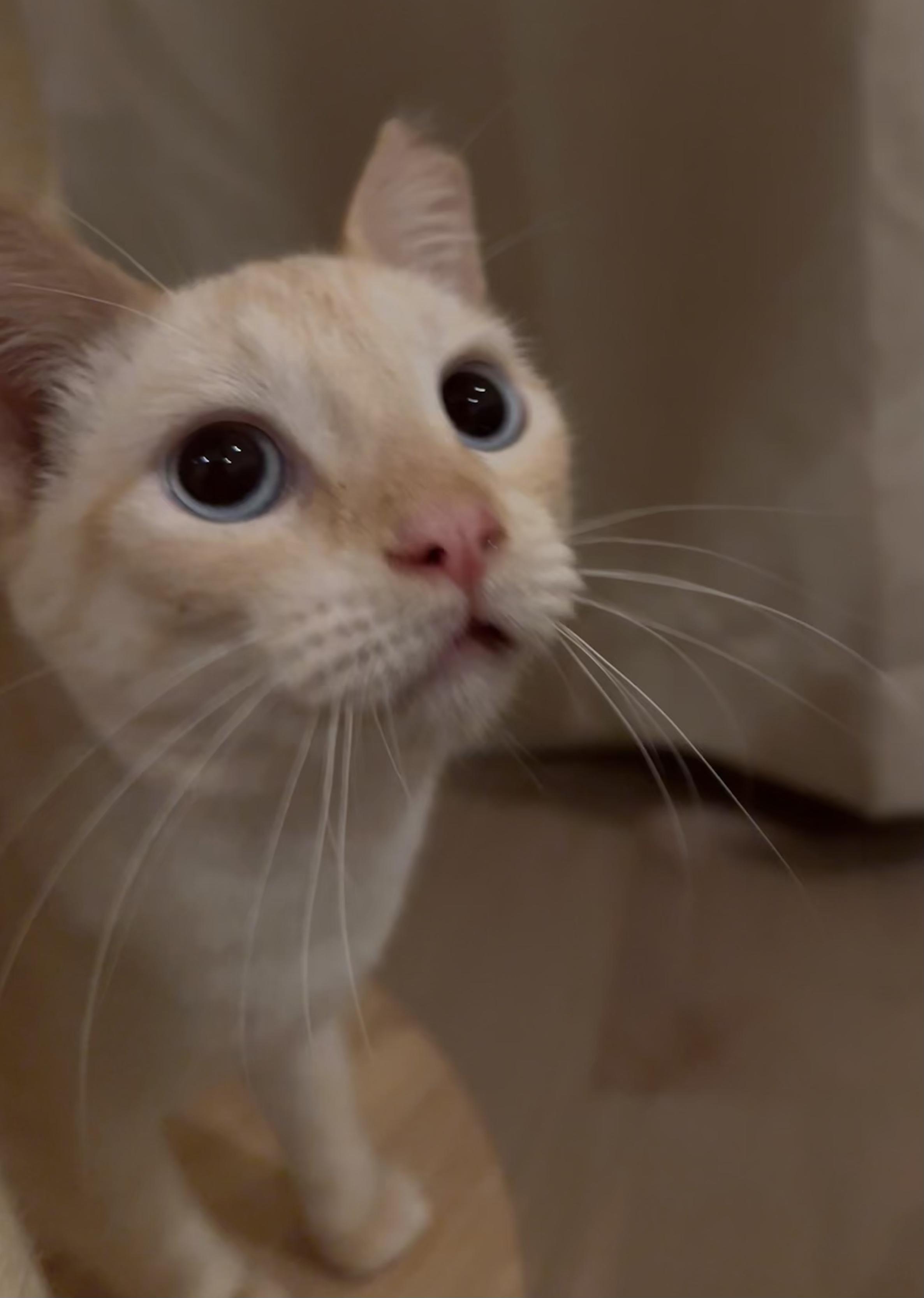 Enlarge Phoenix, a Adoptable Domestic Short Hair in San Jose, CA image 6/6