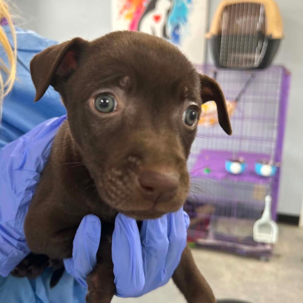 Tootsie Roll, Adoptable, Puppy Female Mixed Breed.