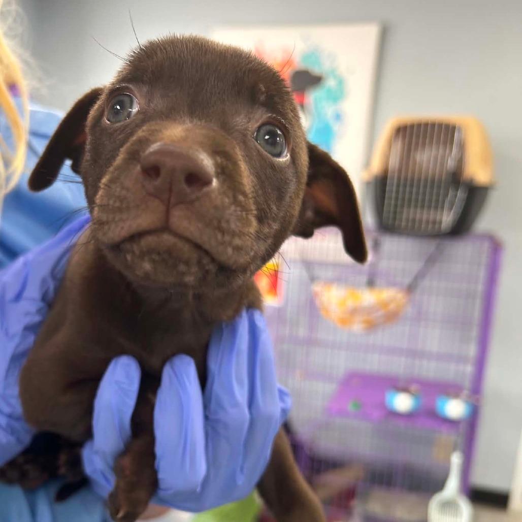 Enlarge Tootsie Roll, a Adoptable Mixed Breed in Duncan, OK image 2/5