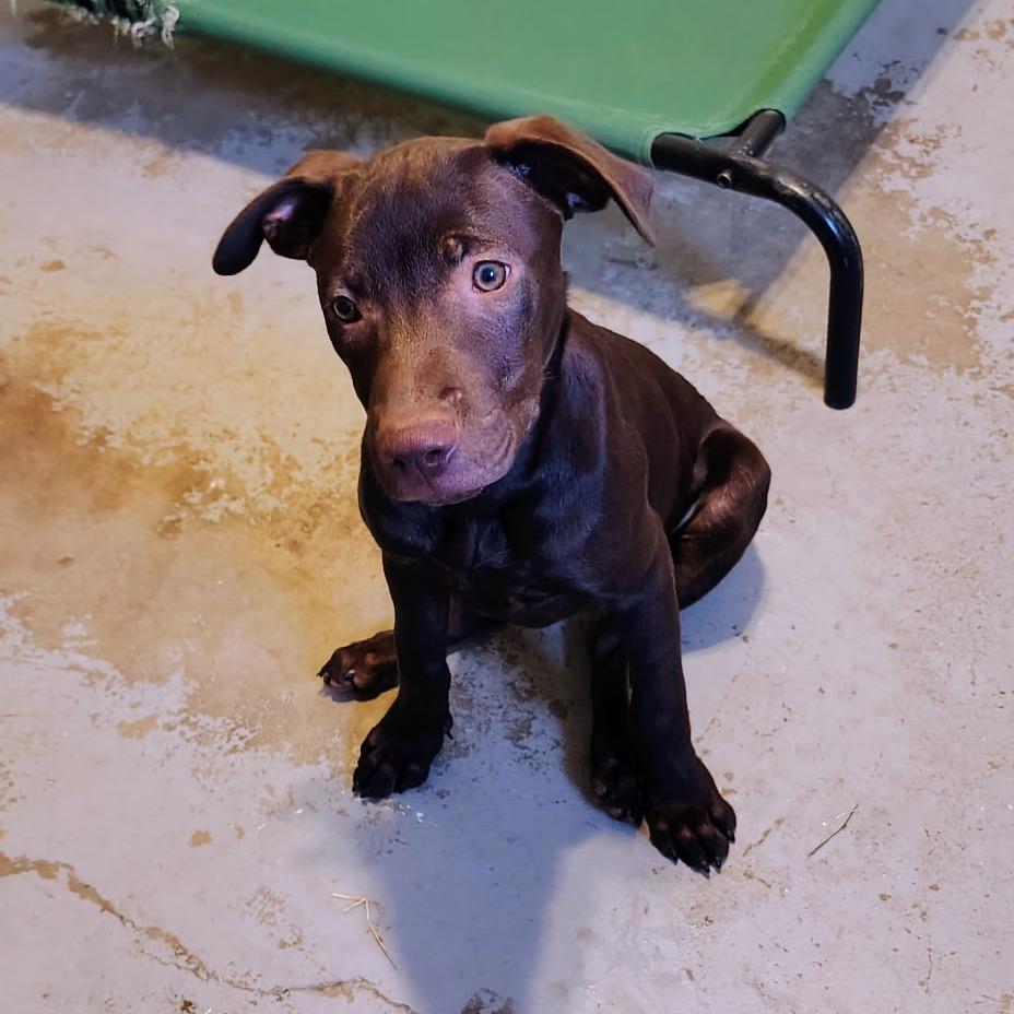 Enlarge Tootsie Roll, a Adoptable Mixed Breed in Duncan, OK image 3/5
