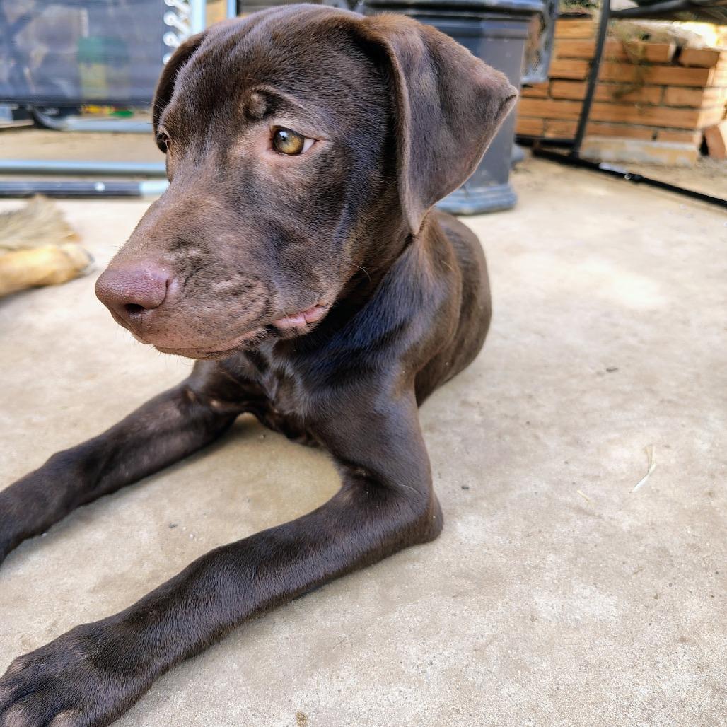 Enlarge Tootsie Roll, a Adoptable Mixed Breed in Duncan, OK image 4/5