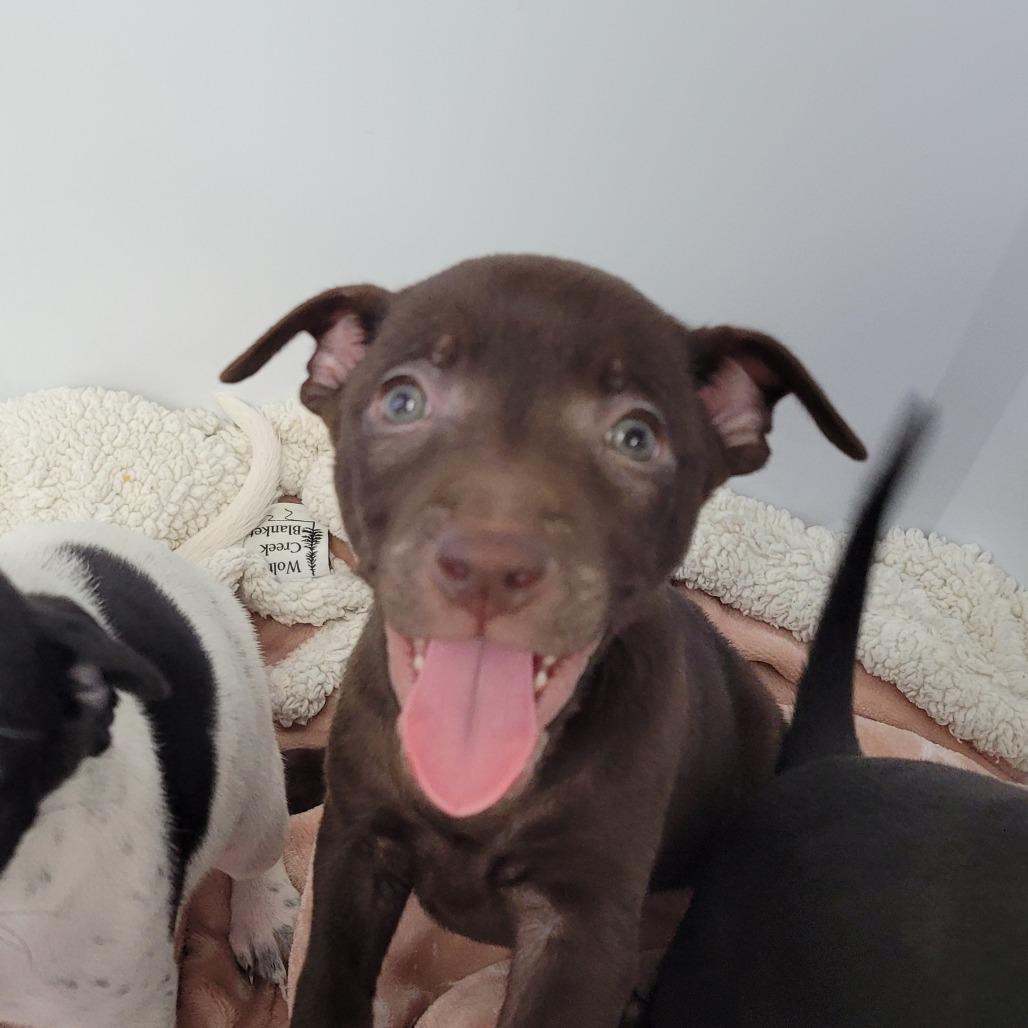 Enlarge Tootsie Roll, a Adoptable Mixed Breed in Duncan, OK image 5/5