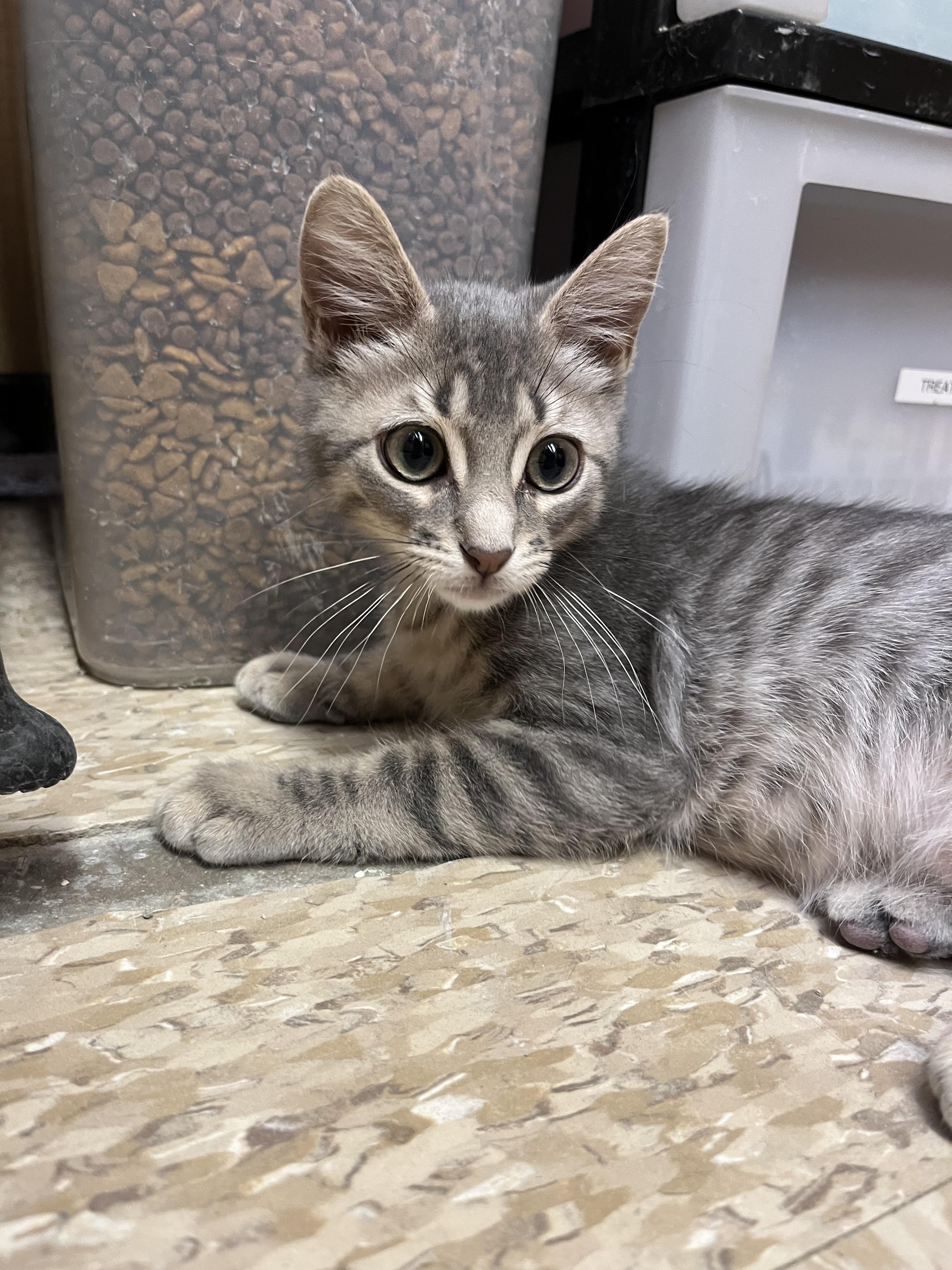 Liam, Baby Male Tabby