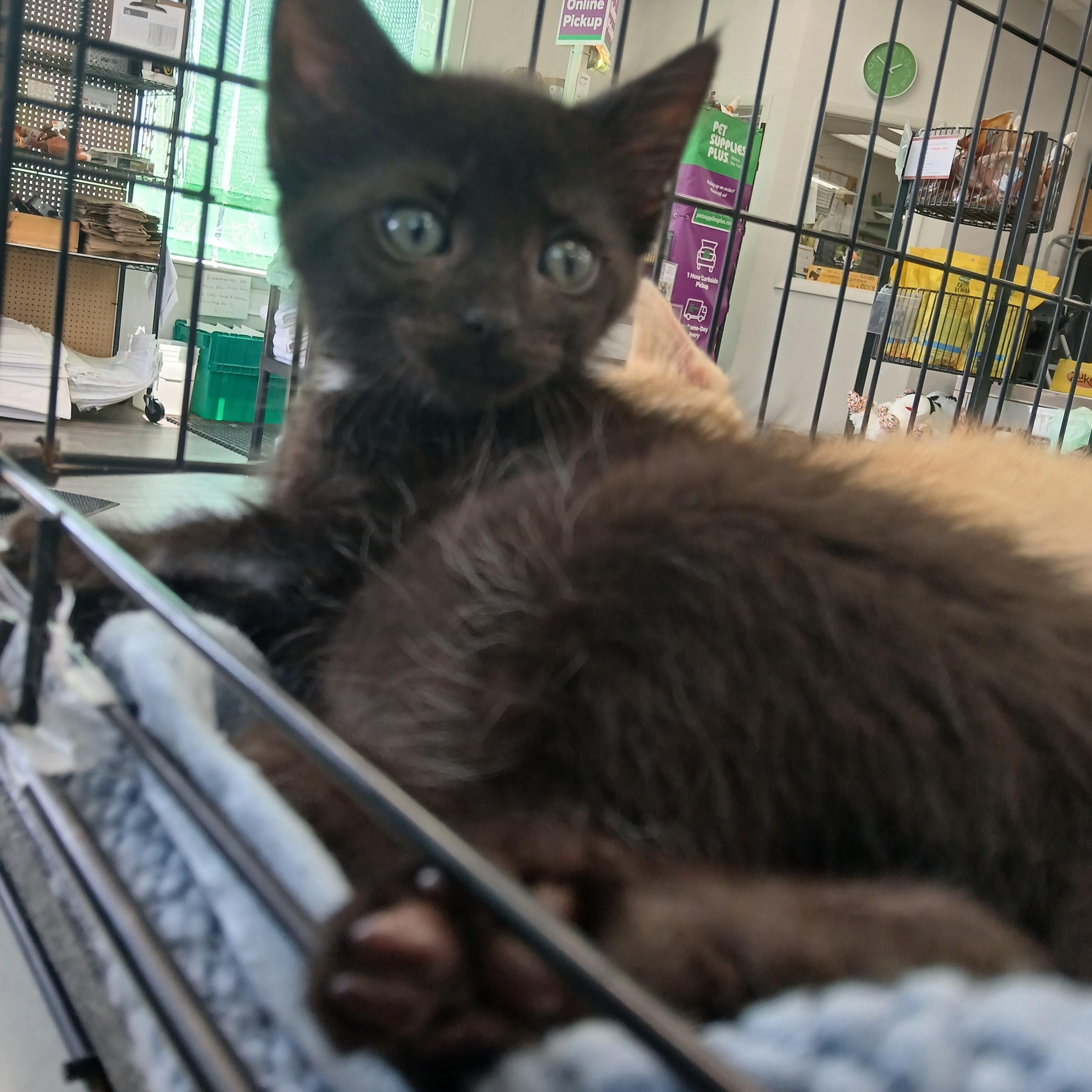 Void Velvet, Baby Male Domestic Short Hair