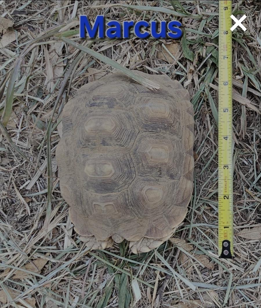 Marcus, a Adoptable Sulcata image 1/2