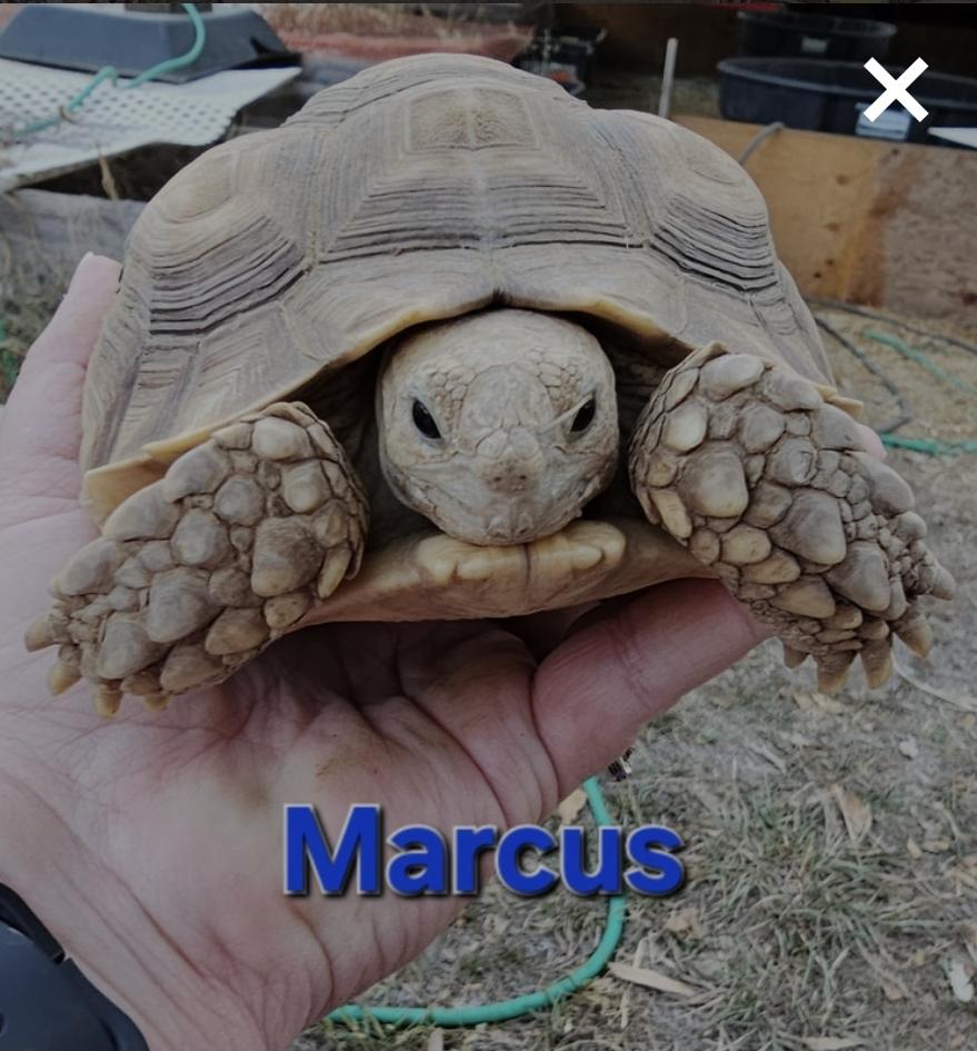 Marcus, a Adoptable Sulcata image 2/2