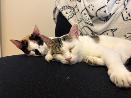 Dumpling, a Adoptable Domestic Short Hair in Montreal, QC image 3/3