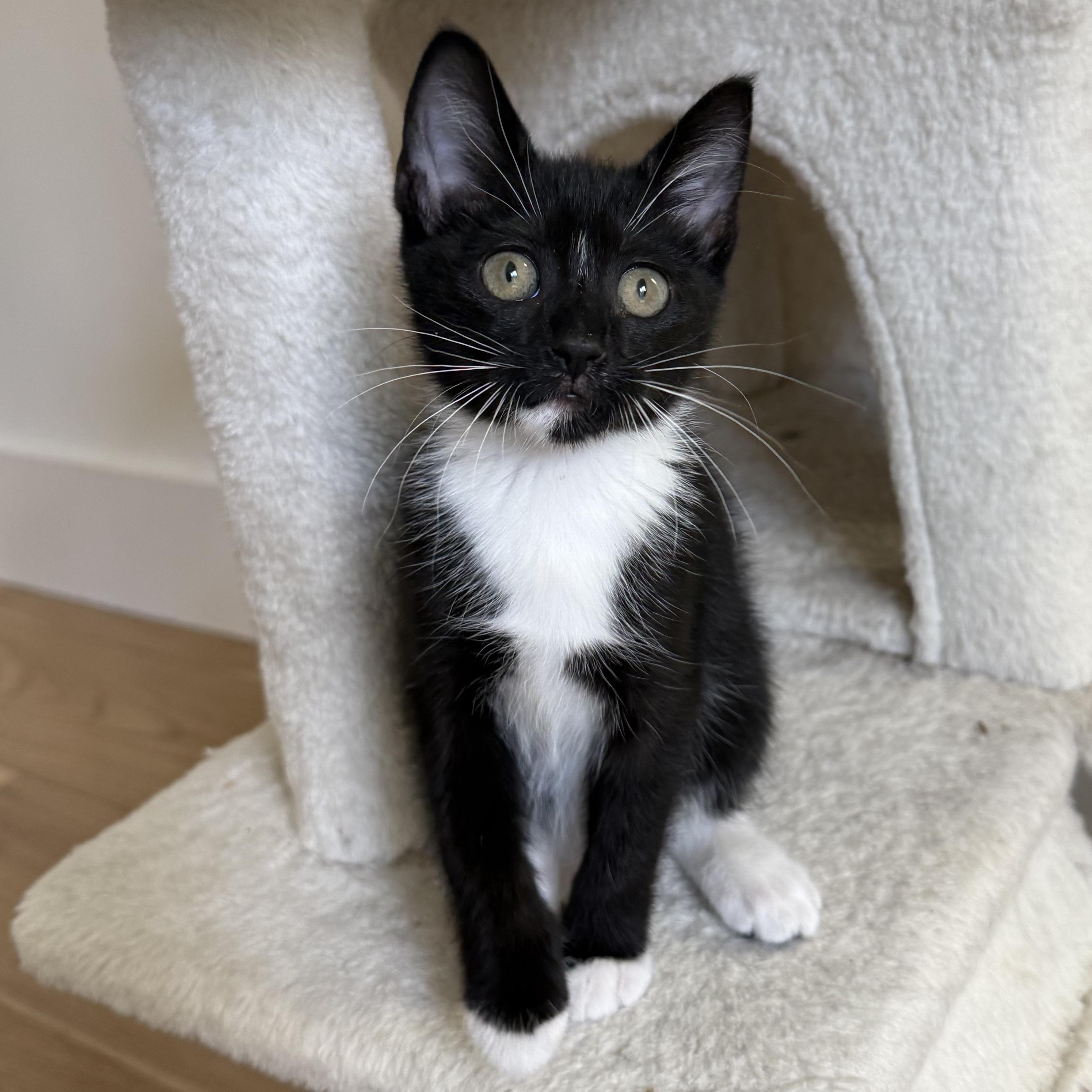 Enlarge Luna, a Adoptable mixed breed in Cullman, AL image 2/6