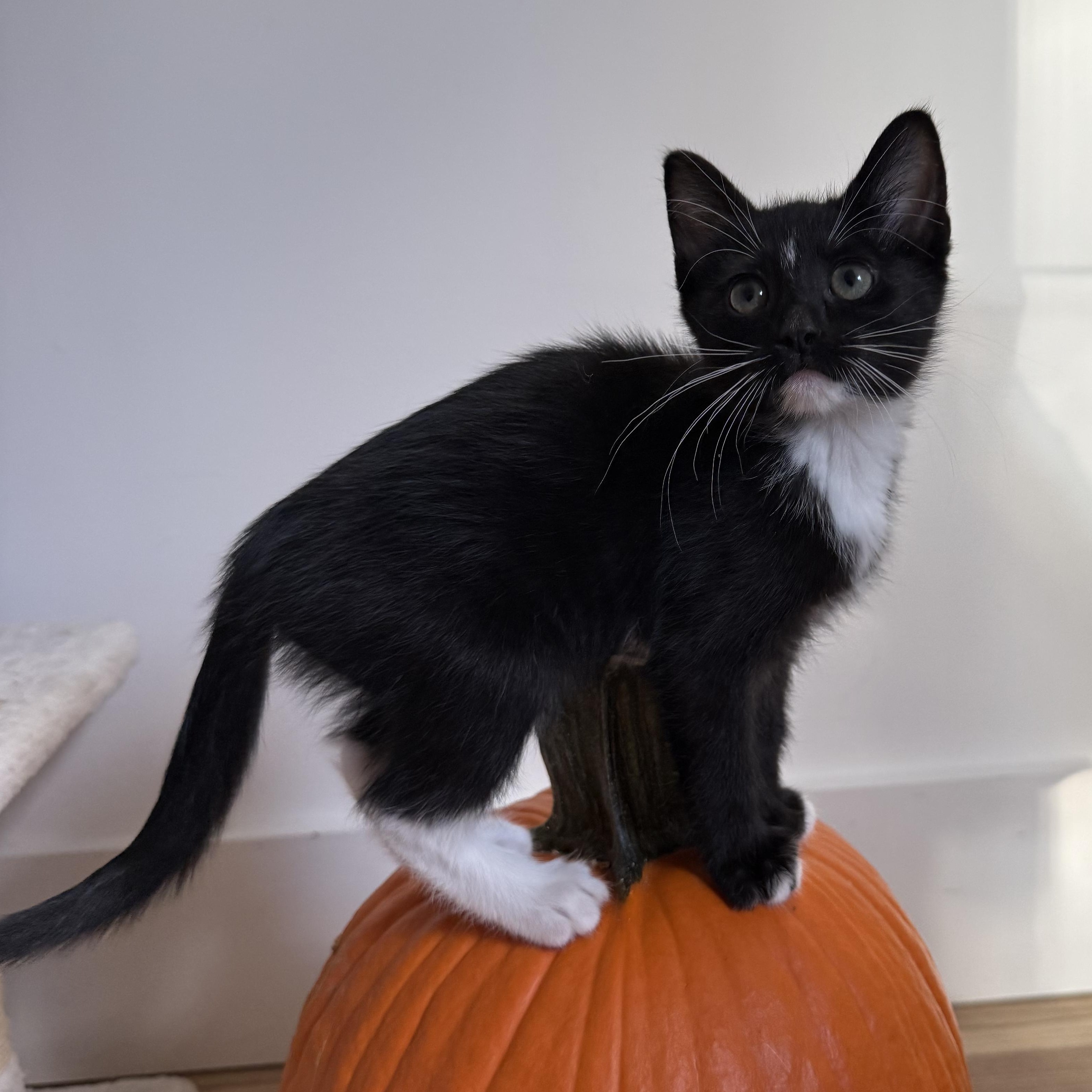 Enlarge Luna, a Adoptable mixed breed in Cullman, AL image 6/6