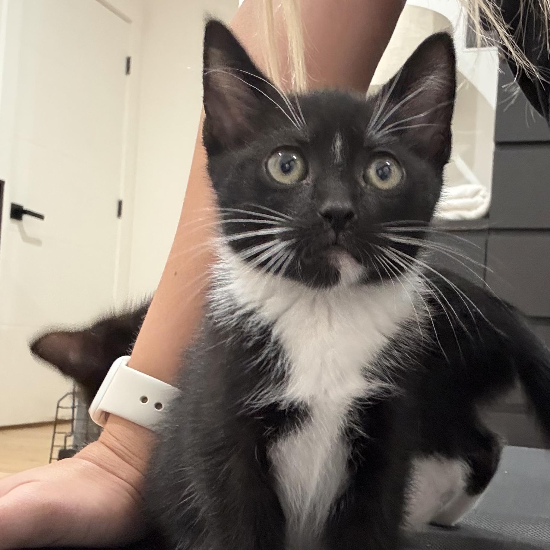 Enlarge Luna, a Adoptable mixed breed in Cullman, AL image 3/6