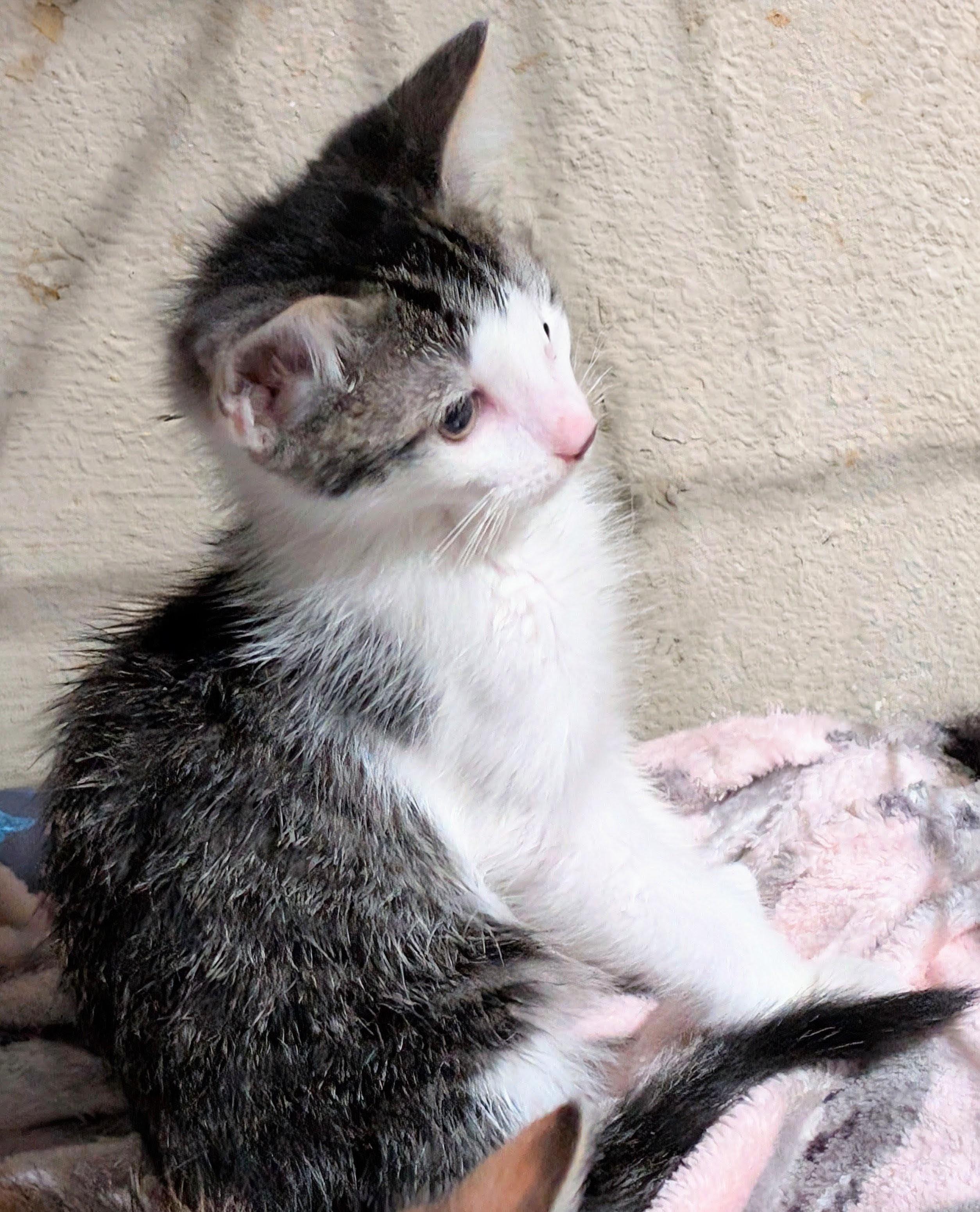 Bowie, ADOPTABLE, Kitten Male American Shorthair.