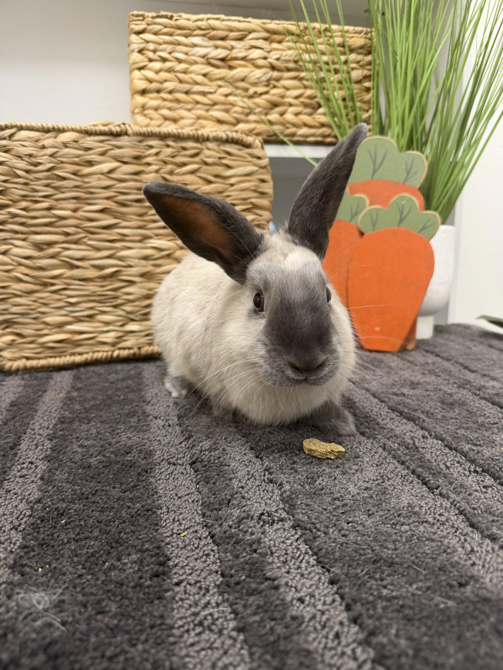 Sesame, Adoptable, Young Male Californian.
