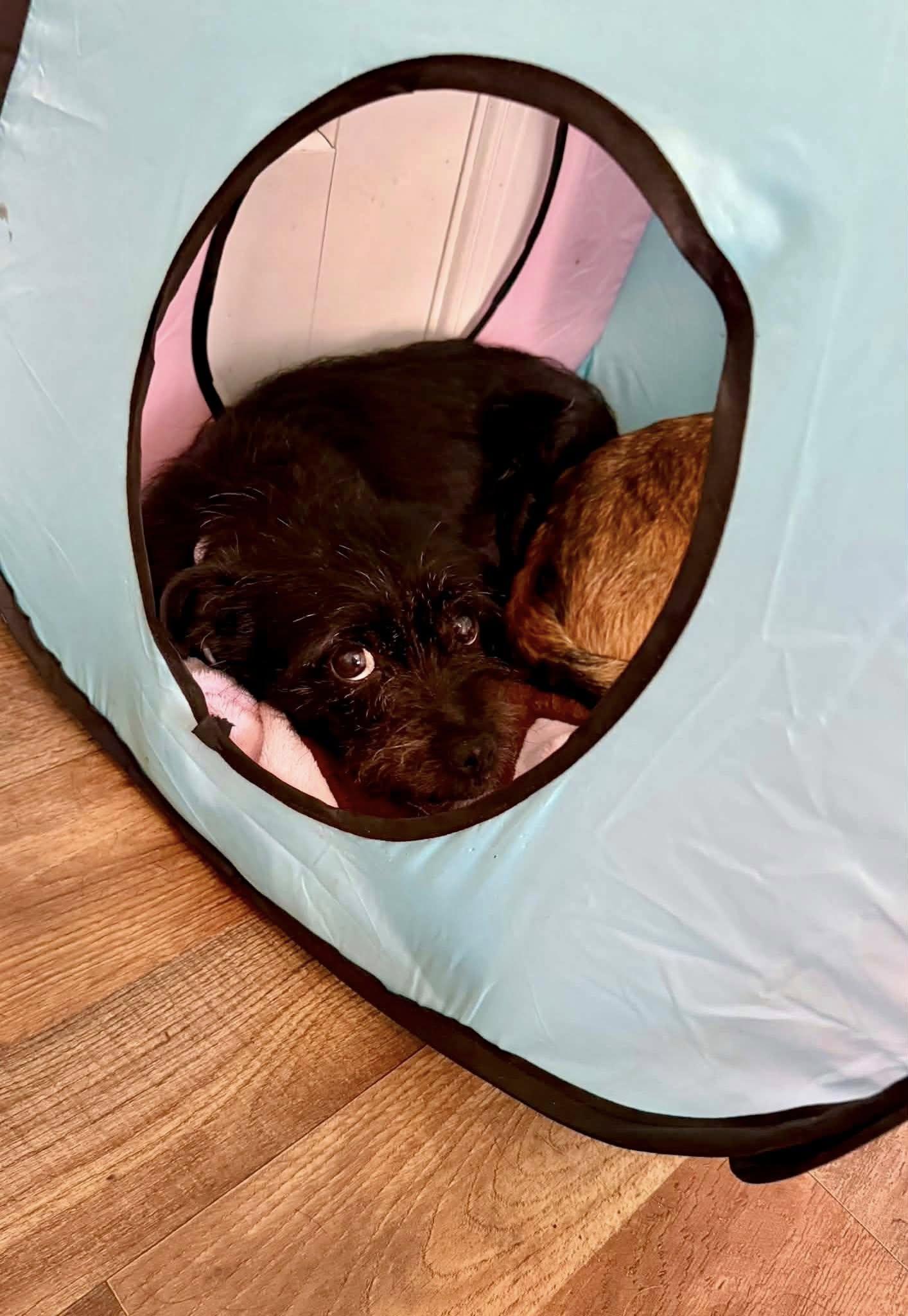 Enlarge Apricot, a ADOPTABLE mixed breed in Yorktown, VA image 6/6
