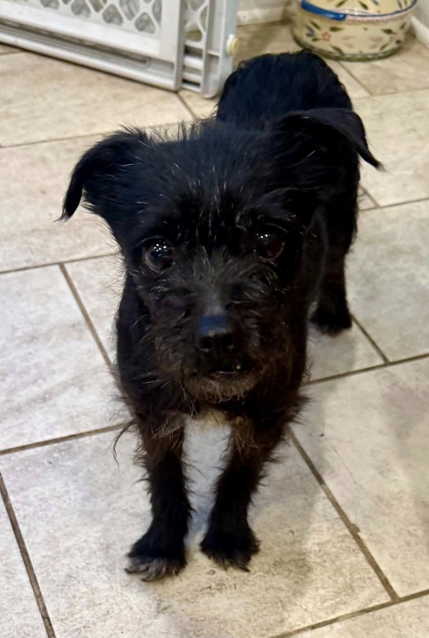Enlarge Apricot, a ADOPTABLE mixed breed in Yorktown, VA image 4/6