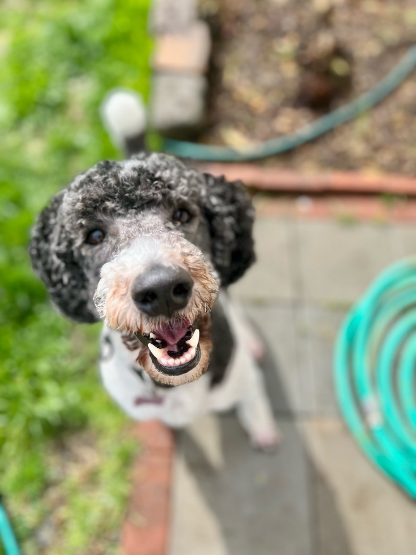 Pippin, a Adopted Poodle in Vancouver, WA image 1/7