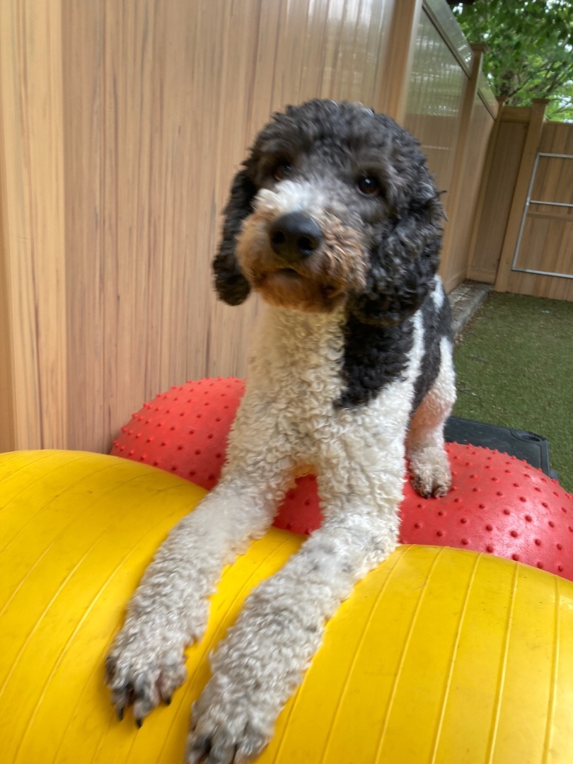 Pippin, a Adopted Poodle in Vancouver, WA image 2/7