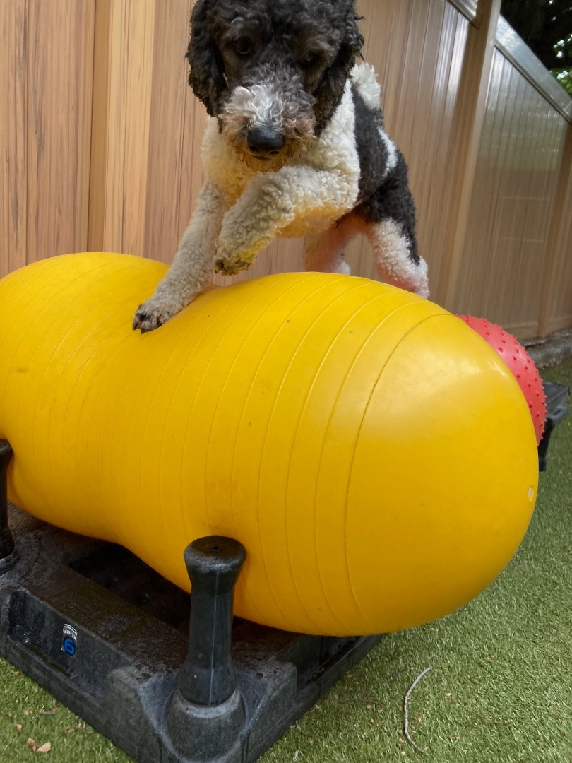 Pippin, a Adopted Poodle in Vancouver, WA image 3/7