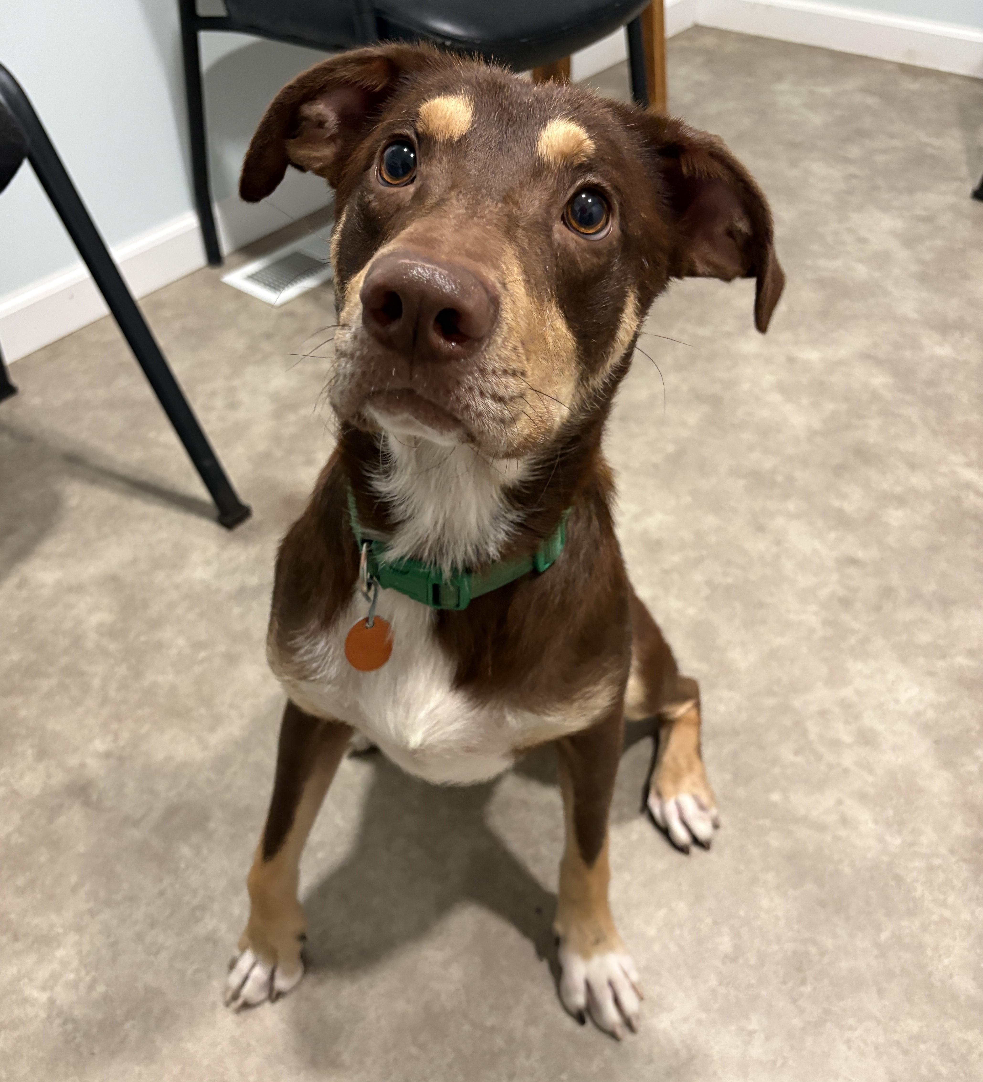 Enlarge Kristoff, a Adoptable mixed breed in Grant, NE image 1/5