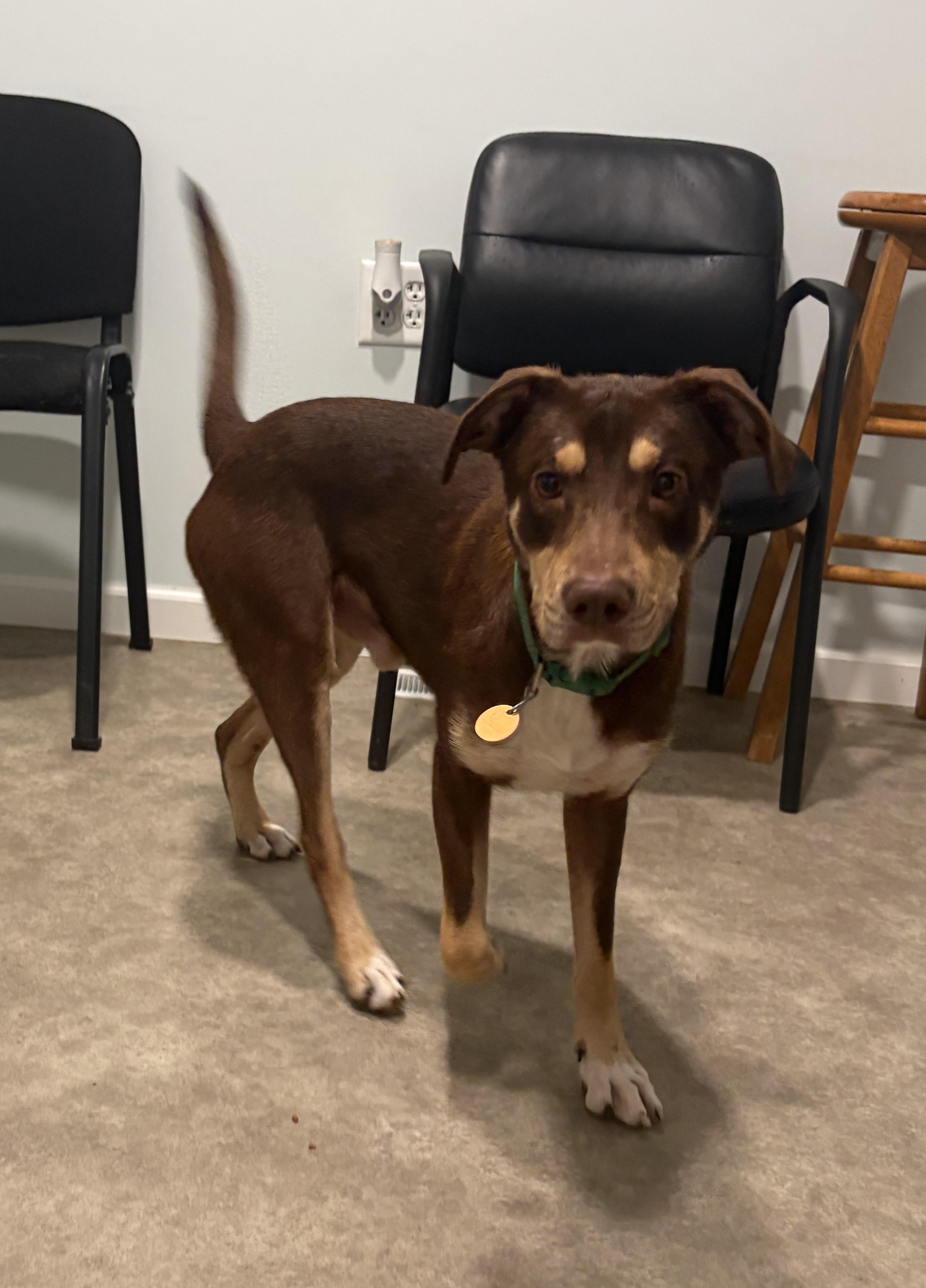 Enlarge Kristoff, a Adoptable mixed breed in Grant, NE image 4/5