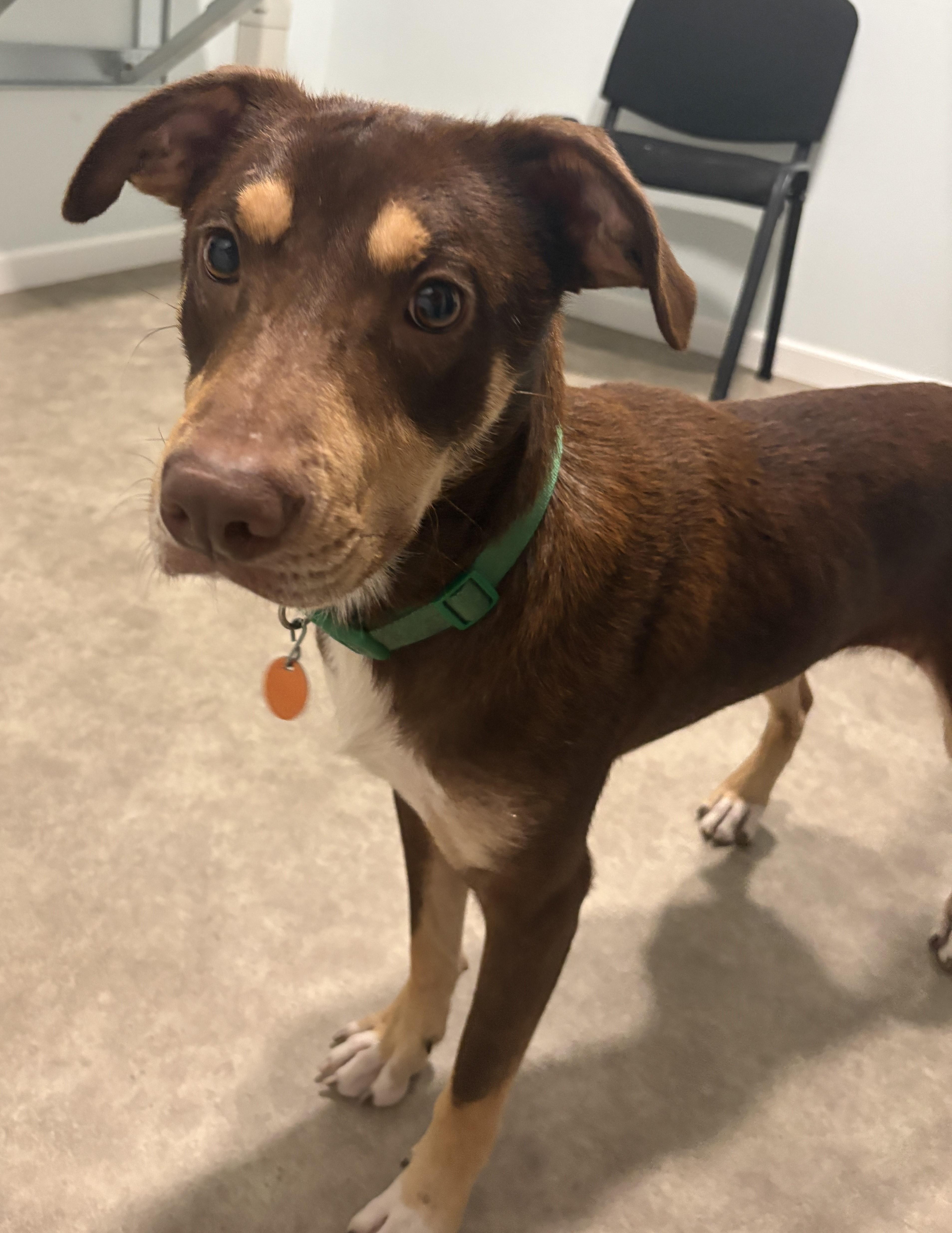 Enlarge Kristoff, a Adoptable mixed breed in Grant, NE image 5/5