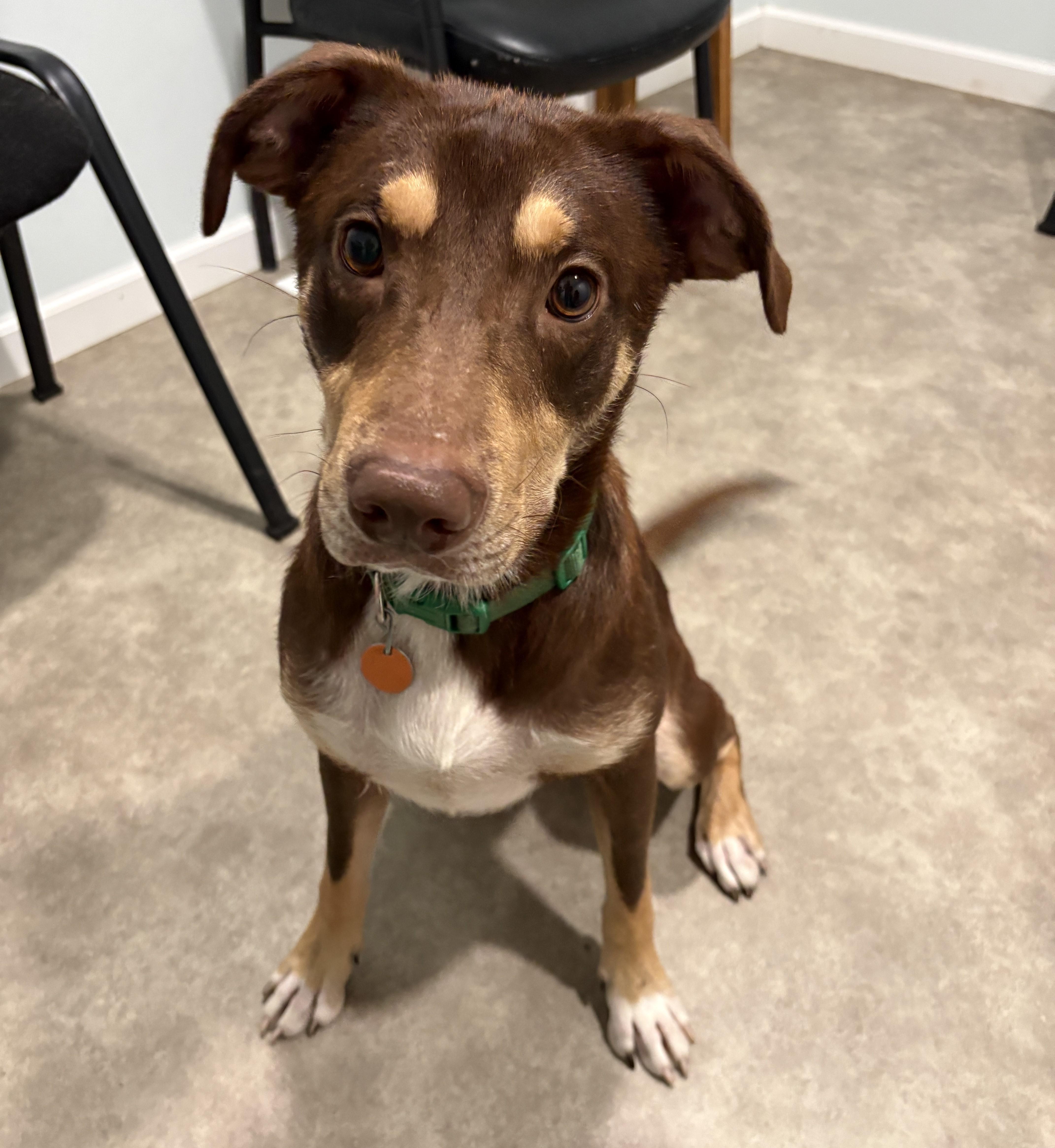 Enlarge Kristoff, a Adoptable mixed breed in Grant, NE image 2/5
