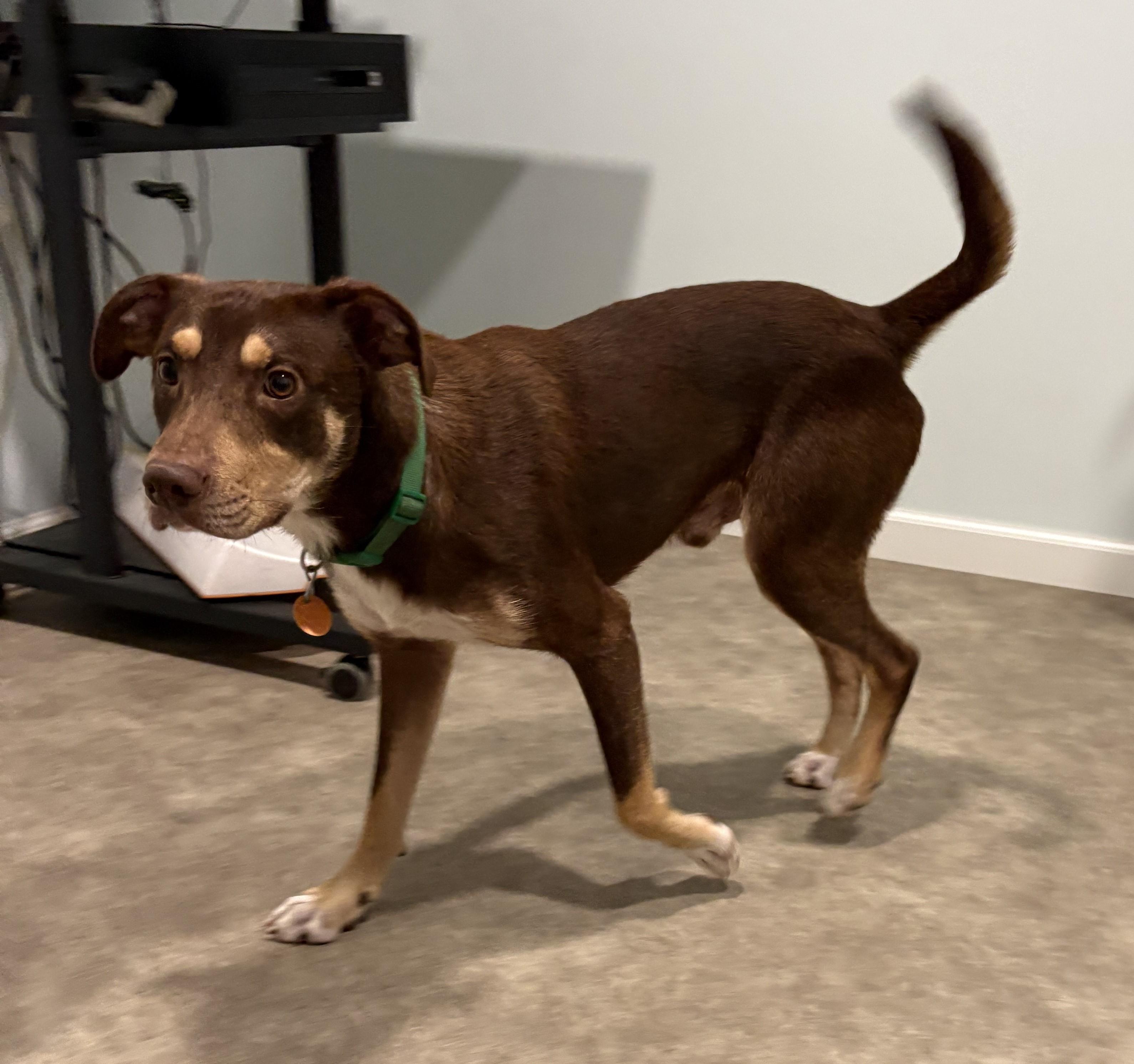 Enlarge Kristoff, a Adoptable mixed breed in Grant, NE image 3/5
