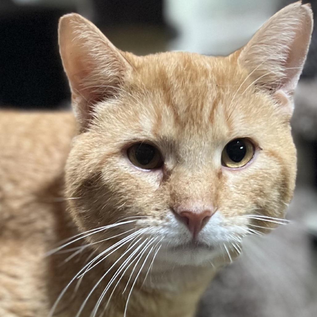 Enlarge Big Mac, a Adoptable Domestic Short Hair in Folsom, LA image 1/1