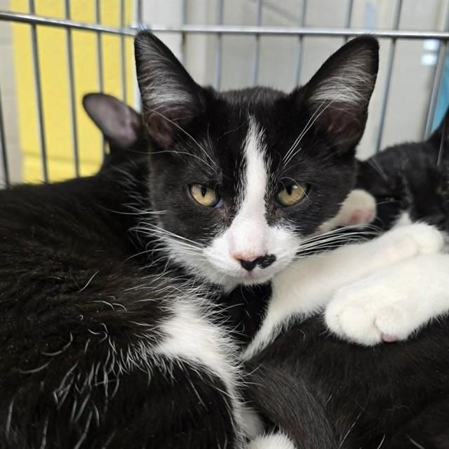 CAIT SITH, Adoptable, Kitten Female Domestic Short Hair.
