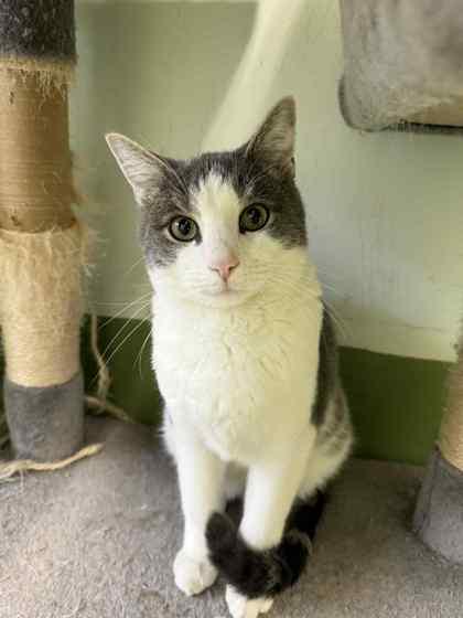 White Attic thumbnail 3