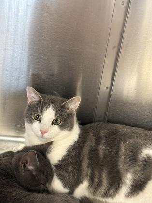 White Attic thumbnail 4