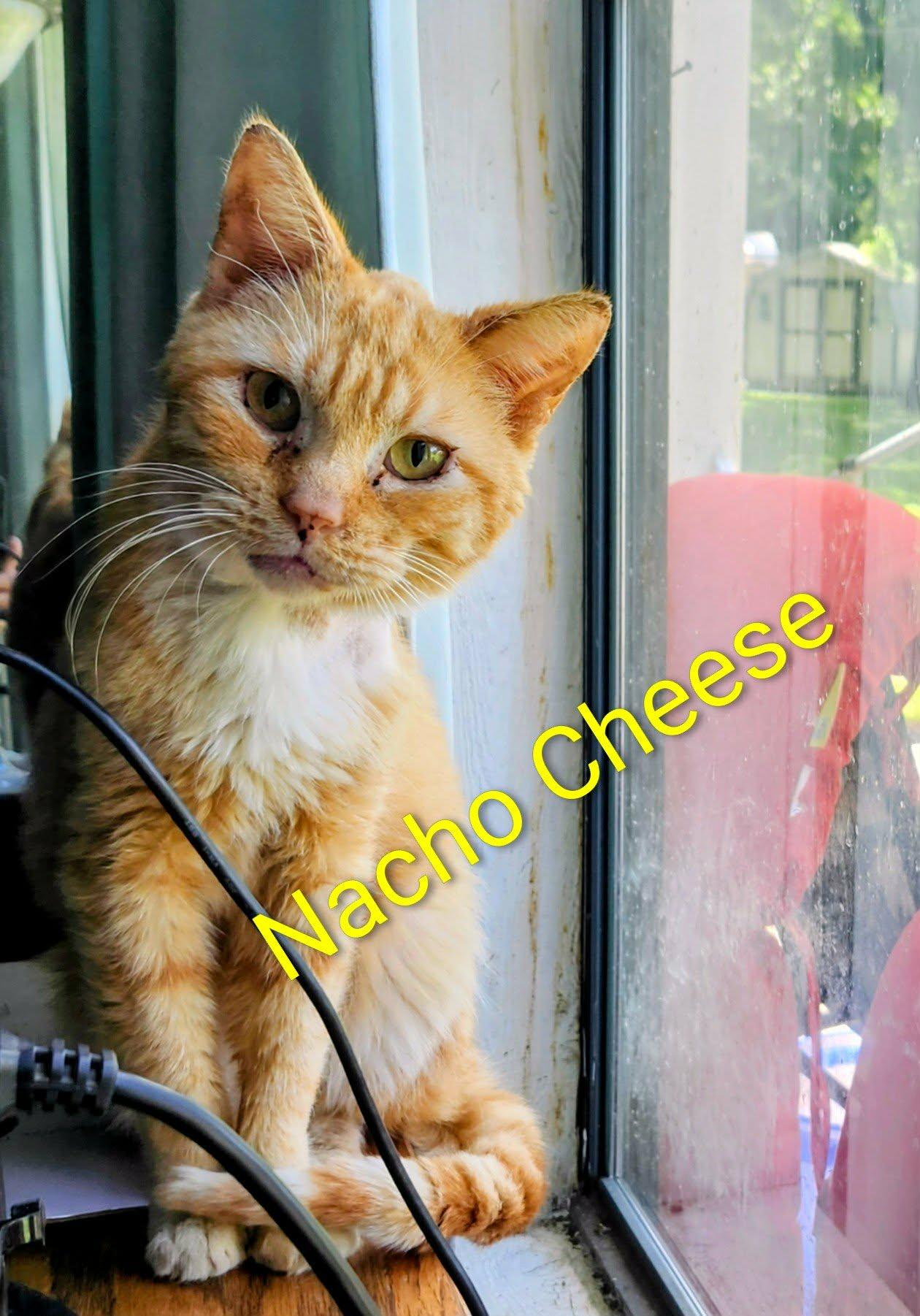 Nacho, adopted, Adult Male Tabby.